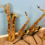 Drei neue Saxophon-Ensemble-Stücke beim Verlag „Chili Notes“ erschienen